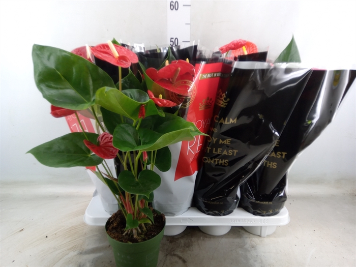 <h4>Anthurium   ...mix</h4>