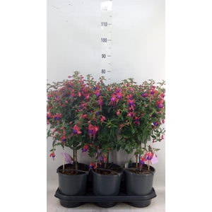 Fuchsia  'Bella Fuchsia Vera'