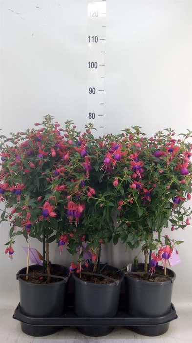 <h4>Fuchsia  'Bella Fuchsia Vera'</h4>