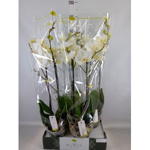 Phalaenopsis   ...white