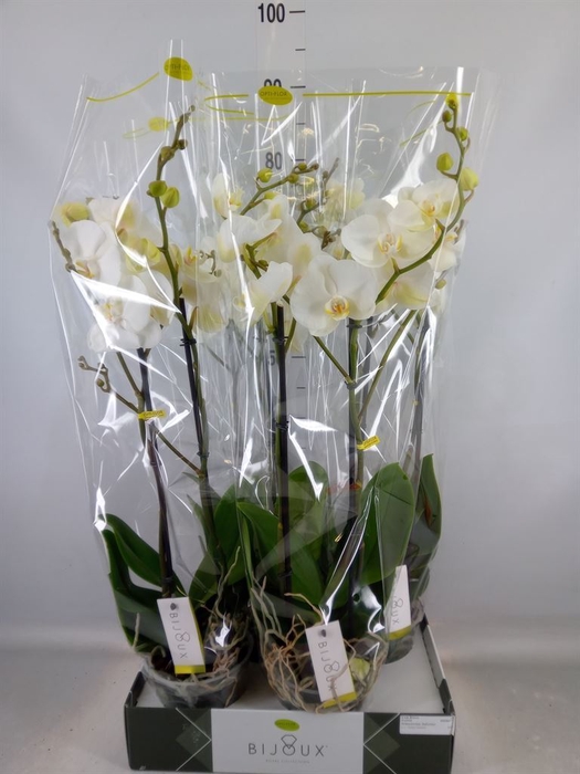 <h4>Phalaenopsis   ...white</h4>
