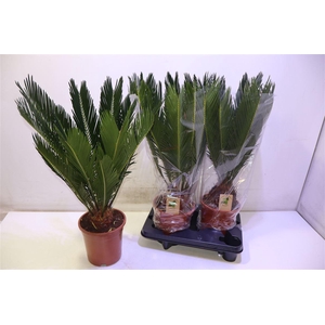 arr8 Cycas Revoluta