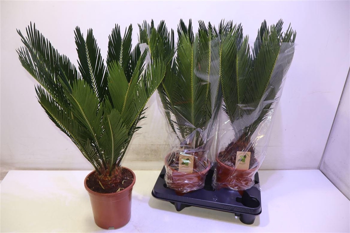 <h4>arr8 Cycas Revoluta</h4>