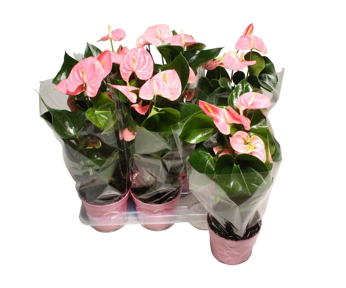 <h4>Anthurium XL.61 Sweet Leny 17cm</h4>