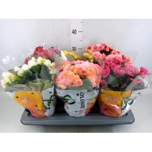 Begonia elat. DU   ...mix