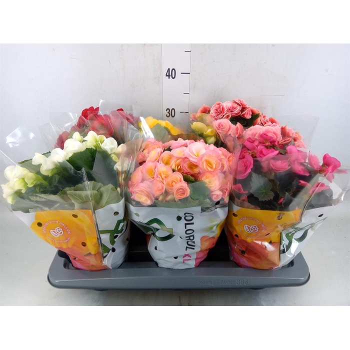 <h4>Begonia elat. DU   ...mix</h4>