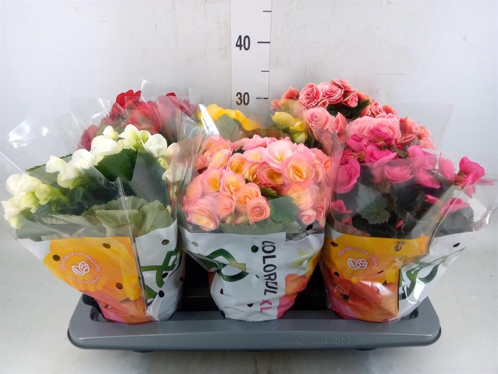 Begonia elat. DU   ...mix