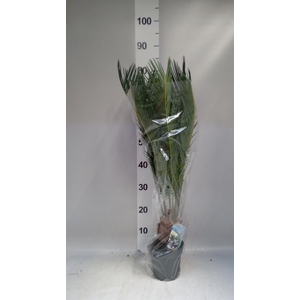 Cycas revoluta