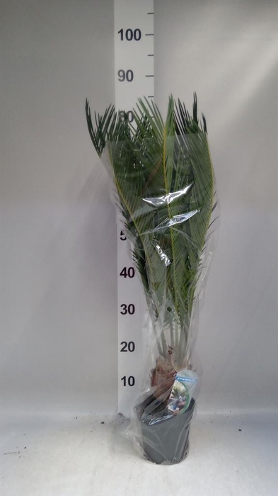 <h4>Cycas revoluta</h4>