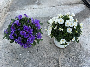 Solanum rantonnetii gemengd