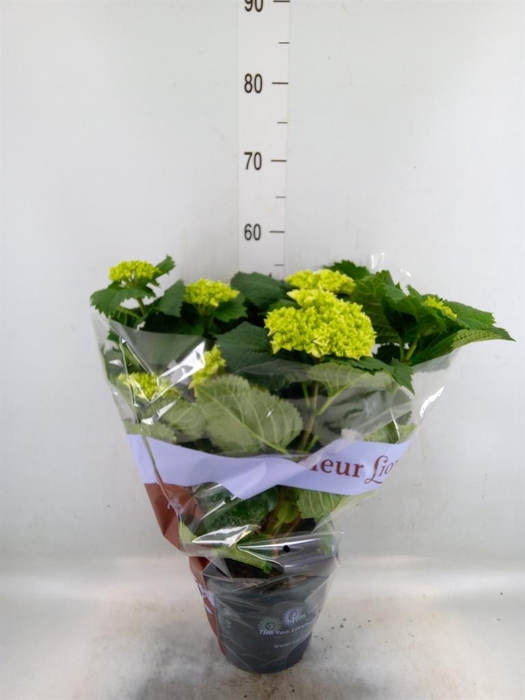 <h4>Hydrangea mac. 'Crystal Palace'</h4>