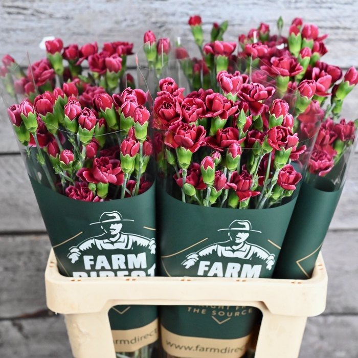 <h4>Di Tr Berry</h4>