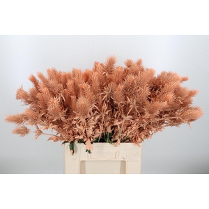 Eryn Supernova Kl Bh Apricot