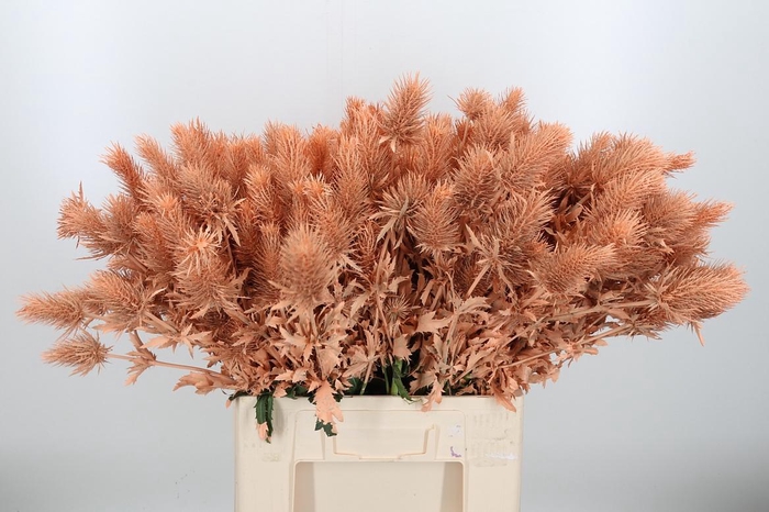 <h4>Eryn Supernova Kl Bh Apricot</h4>