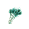 Chardon Mint