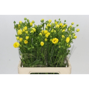 Ranunculus Butterfly Phytalos