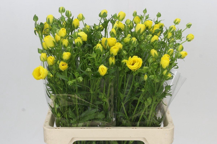 <h4>Ranunculus Butterfly Phytalos</h4>