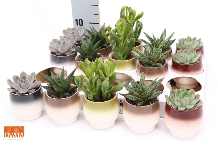 <h4>SUCC GEM 5 SRT</h4>