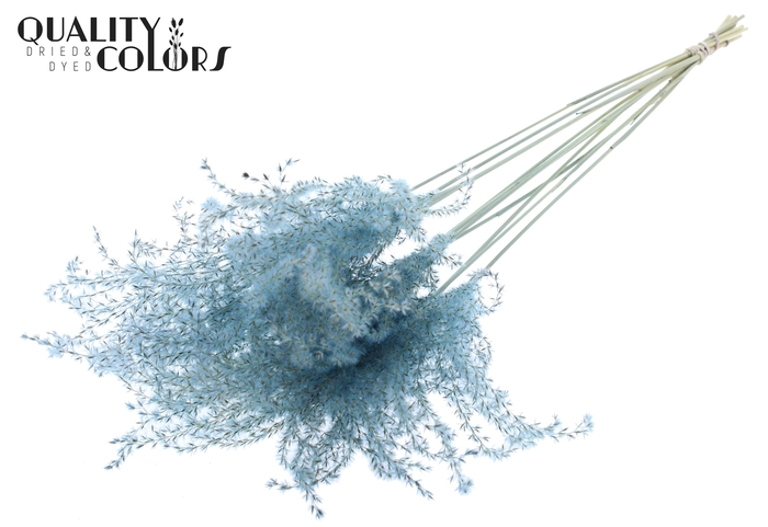 <h4>Miscanthus 5 pcs/bunch Light Blue</h4>