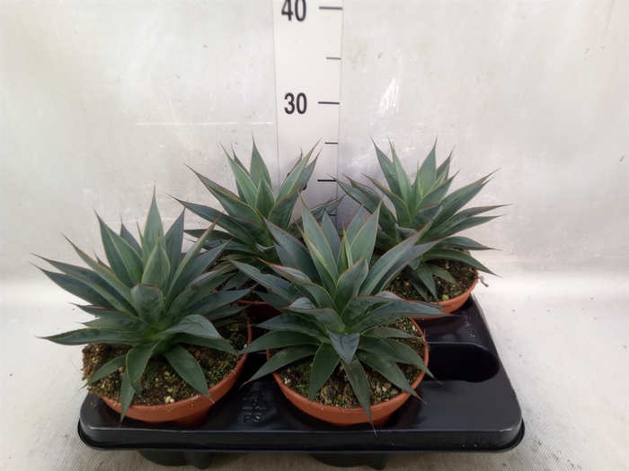 <h4>Agave  'Shaka Koko'</h4>