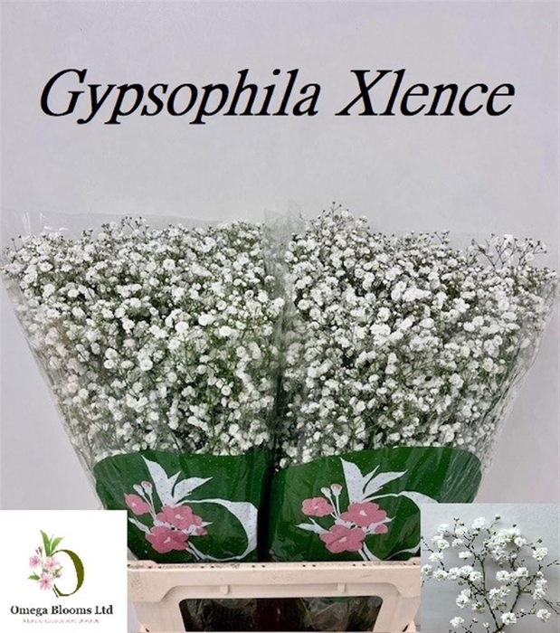 <h4>GYPS PA XLENCE</h4>
