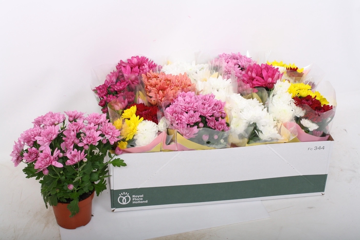 <h4>CHRYS GEM 7 KL</h4>