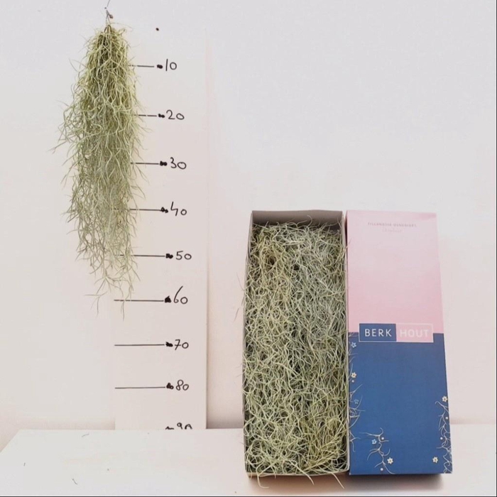 <h4>TILL USNEOIDES</h4>