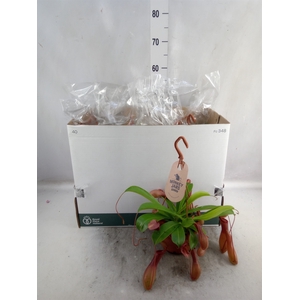 Nepenthes alata