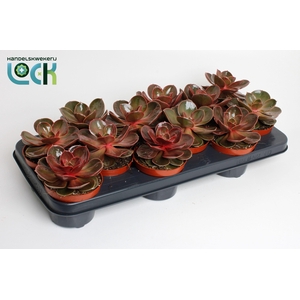 Echeveria Magic Red