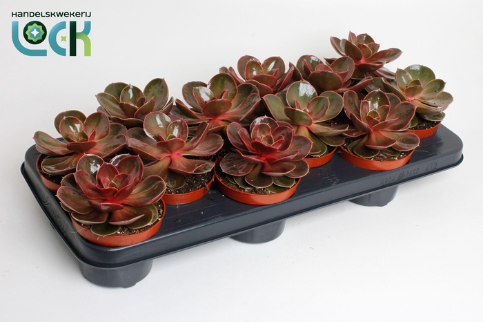 <h4>Echeveria Magic Red</h4>