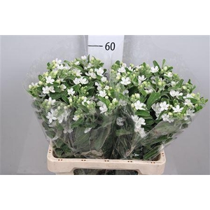 Oxypetalum coer. 'Perf White Harmo'