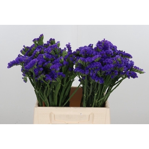 Statice Blue Marina Violet
