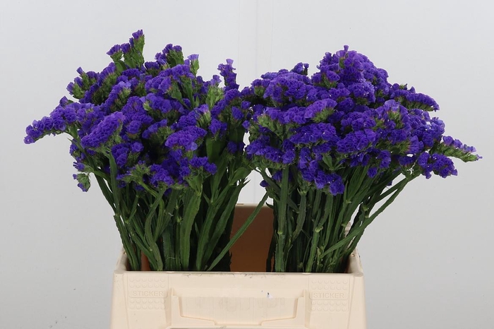 <h4>Statice Blue Marina Violet</h4>