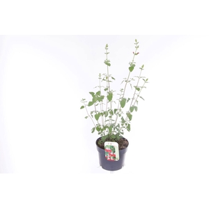 Salvia microphylla Hotlips