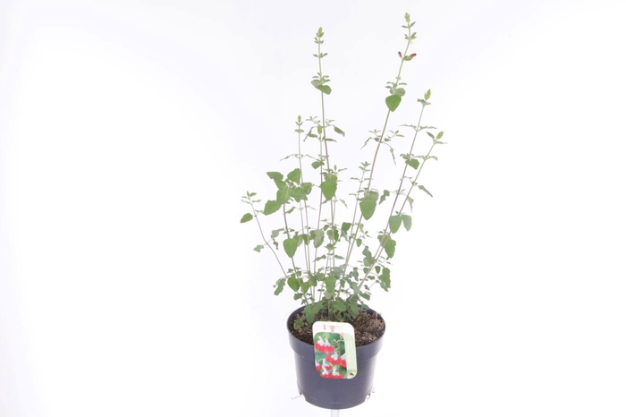 <h4>Salvia microphylla Hotlips</h4>