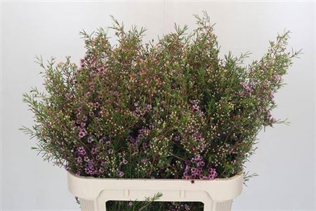 <h4>Chame Early Nir Rose</h4>