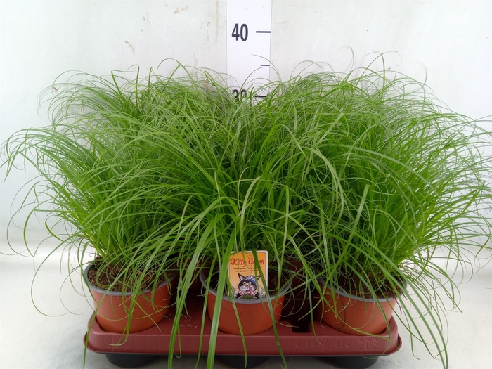<h4>Cyperus alternifolius 'Zumula'</h4>