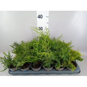 Juniperus   ...