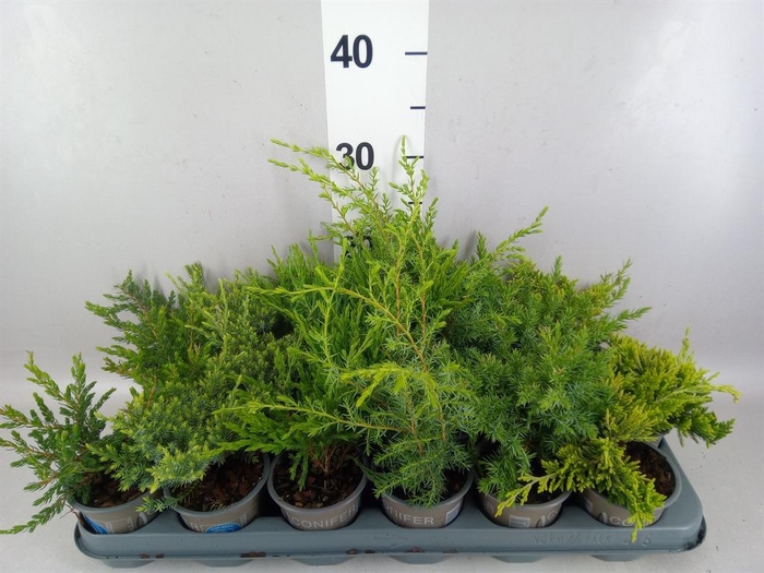 <h4>Juniperus   ...</h4>