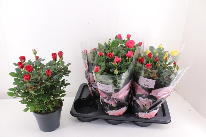 <h4>RO PALACE GEM 3 SRT</h4>