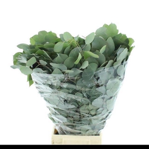 EUC POLYANTHEMO P BS