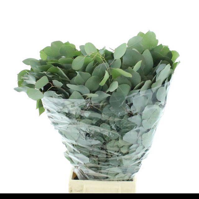 <h4>EUC POLYANTHEMO P BS</h4>