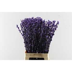 Takken Salix Paars Klb H%