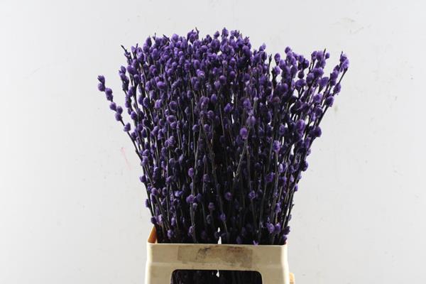 <h4>Takken Salix Paars Klb H%</h4>