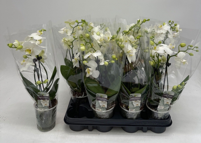 <h4>PHAL OV WIT</h4>