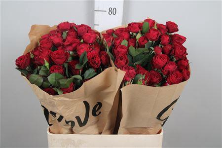 <h4>R Tr Red Trendsetter</h4>