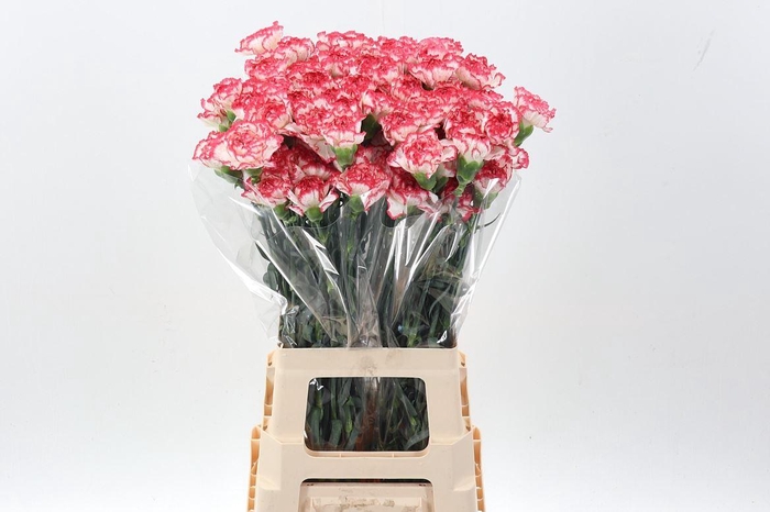 <h4>Di St Bacarat Pink Hi</h4>