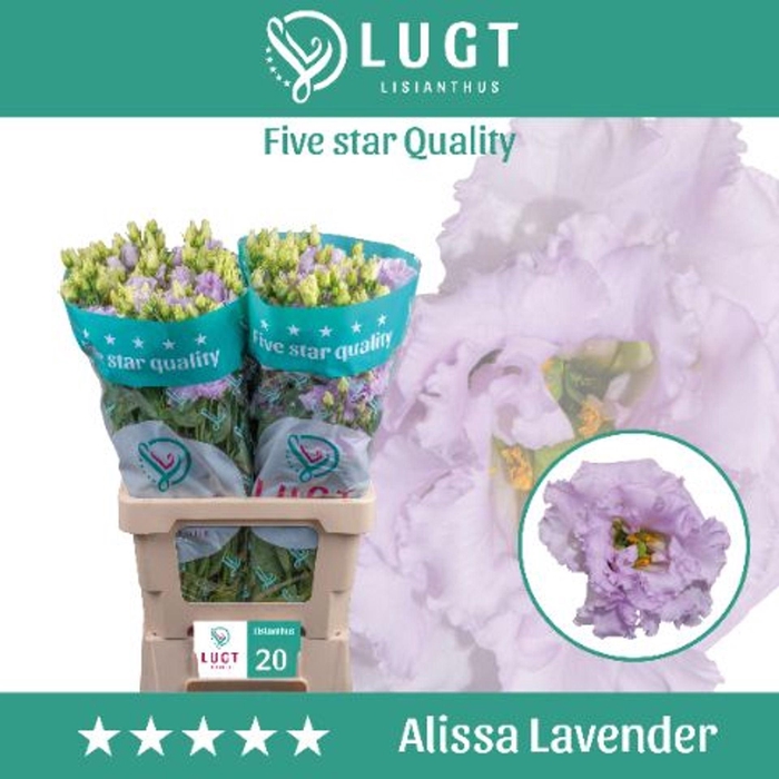 <h4>Eustoma russ. DU 'Alissa Lavender'</h4>