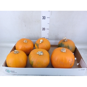 Cucurbita max. 'Halloween'