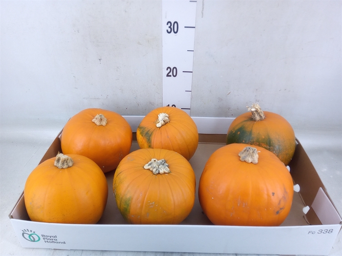 <h4>Cucurbita max. 'Halloween'</h4>